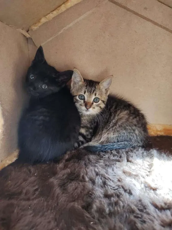 Gato raça SRD-ViraLata idade Abaixo de 2 meses nome Sem Nome