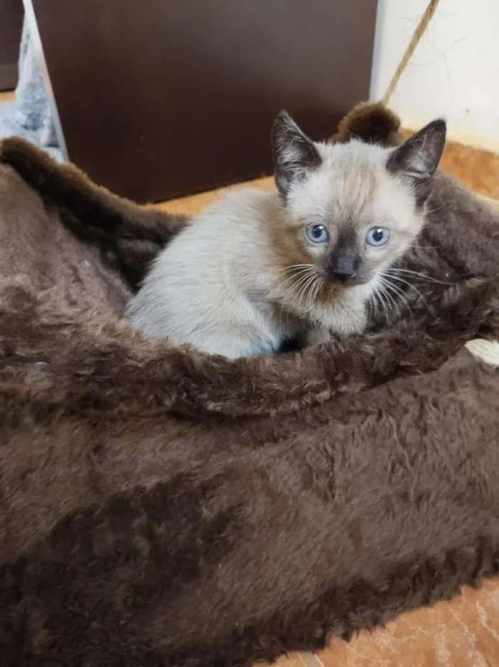 Gato raça SRD-ViraLata idade Abaixo de 2 meses nome Sem Nome