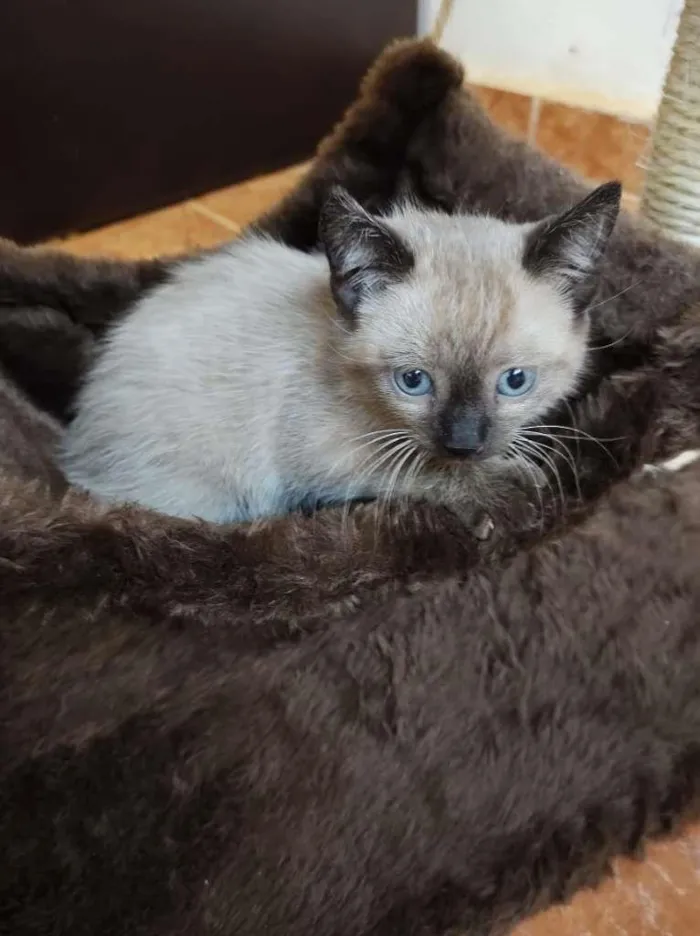 Gato raça SRD-ViraLata idade Abaixo de 2 meses nome Sem Nome