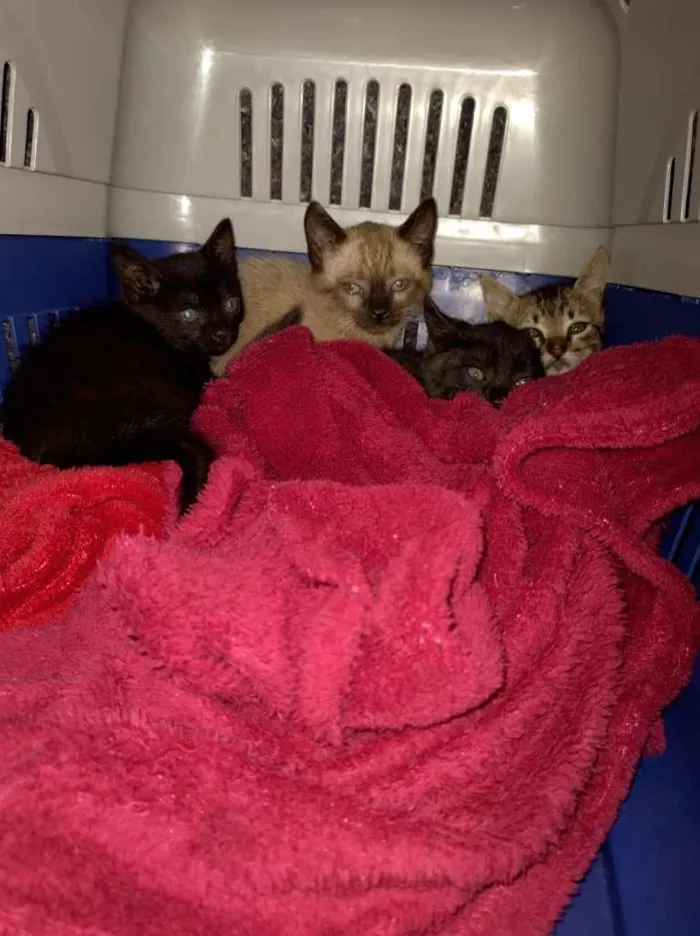 Gato raça SRD-ViraLata idade Abaixo de 2 meses nome Sem Nome