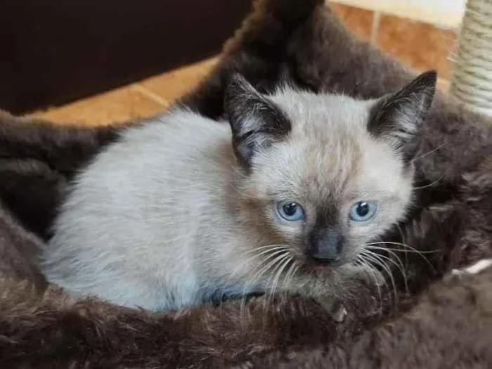 Gato raça SRD-ViraLata idade Abaixo de 2 meses nome Sem Nome