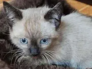 Gato raça SRD-ViraLata idade Abaixo de 2 meses nome Sem Nome