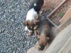 Cachorro raça Viralata idade 2 a 6 meses nome Não tem nome ainda 
