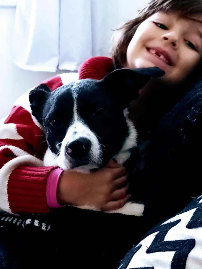 Cachorro ra a Vira lata idade 1 ano nome Trevo