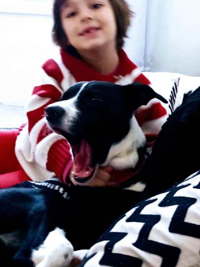 Cachorro ra a Vira lata idade 1 ano nome Trevo