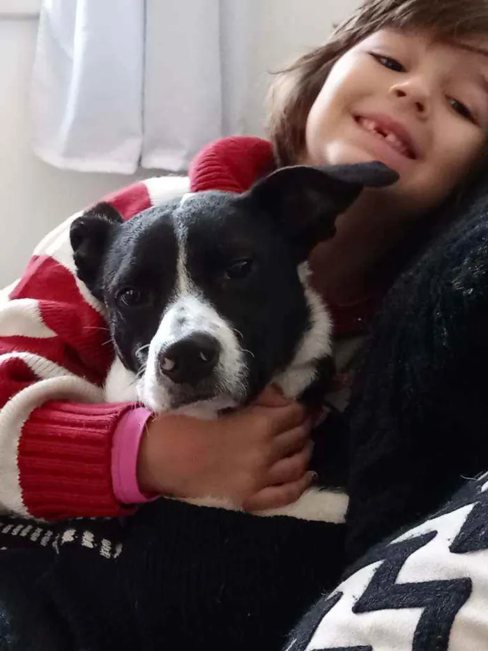 Cachorro ra a Vira lata idade 1 ano nome Trevo