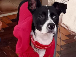 Cachorro raça Vira lata idade 1 ano nome Trevo