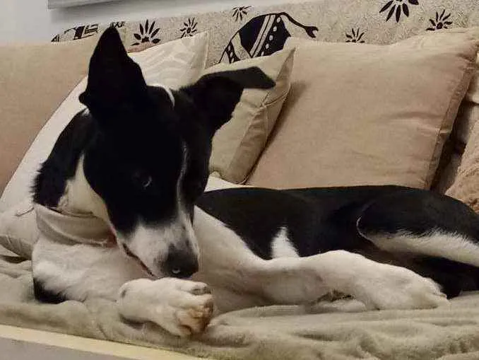 Cachorro ra a Vira lata idade 1 ano nome Trevo