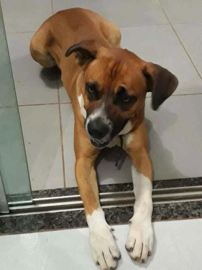 Cachorro raça Box idade 3 anos nome Borys