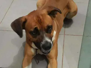 Cachorro raça Box idade 3 anos nome Borys