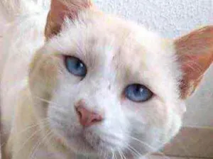 Gato raça Srd idade 7 a 11 meses nome Bianco lindo demais 