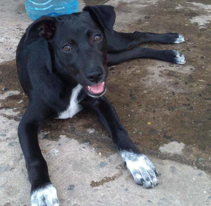 Cachorro ra a Srd idade 2 a 6 meses nome Lindinha