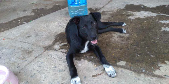 Cachorro ra a Srd idade 2 a 6 meses nome Lindinha