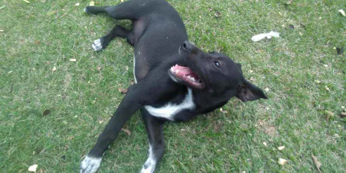 Cachorro ra a Srd idade 2 a 6 meses nome Lindinha