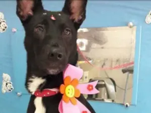 Cachorro raça Vira Lata  idade 2 a 6 meses nome Luna