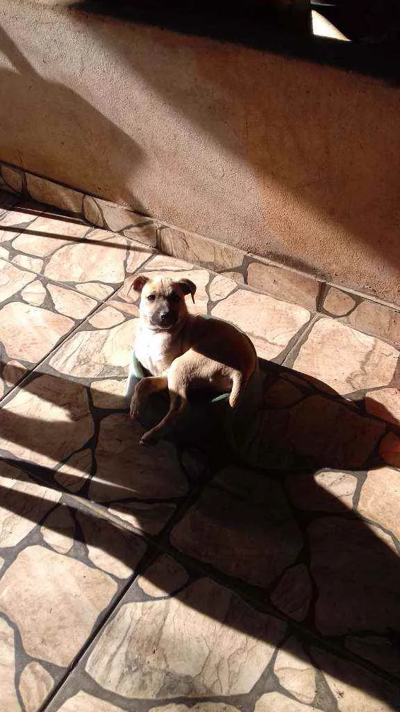Cachorro raça SRD idade 2 a 6 meses nome Não  tem
