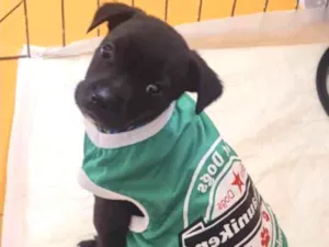Cachorro raça SRD  idade Abaixo de 2 meses nome Sem nome