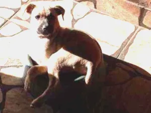 Cachorro raça SRD idade 2 a 6 meses nome Não  tem