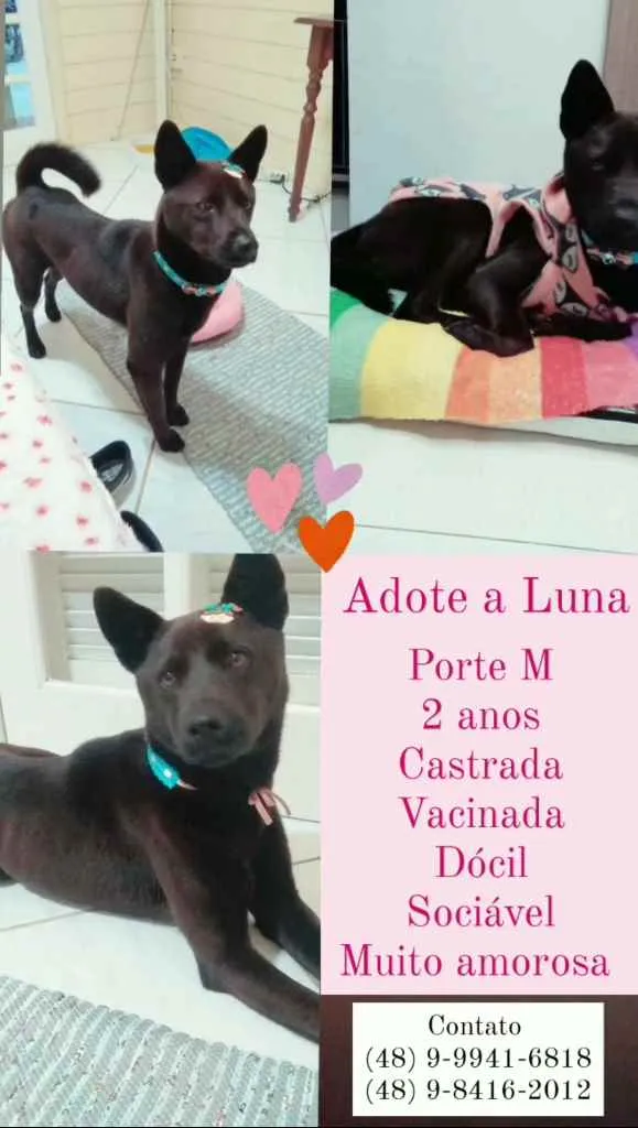 Cachorro ra a SRD idade 3 anos nome Luna Felícia