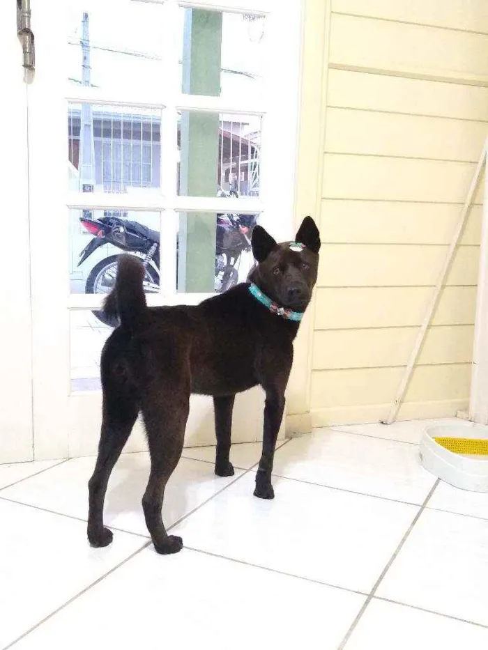 Cachorro ra a SRD idade 3 anos nome Luna Felícia