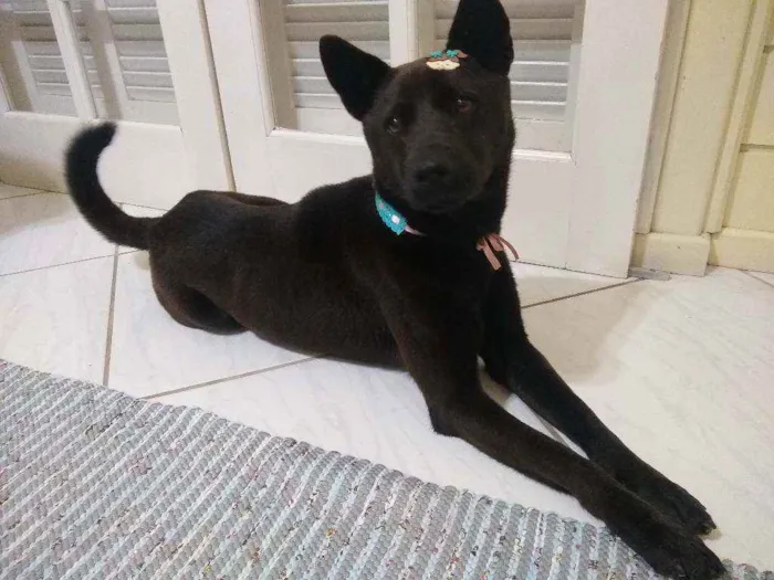 Cachorro ra a SRD idade 3 anos nome Luna Felícia