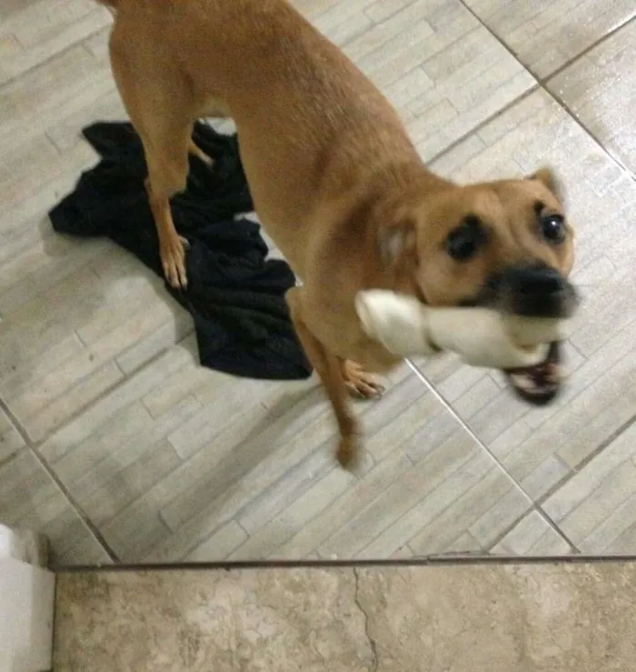 Cachorro raça SRD-ViraLata idade 6 ou mais anos nome Cadu