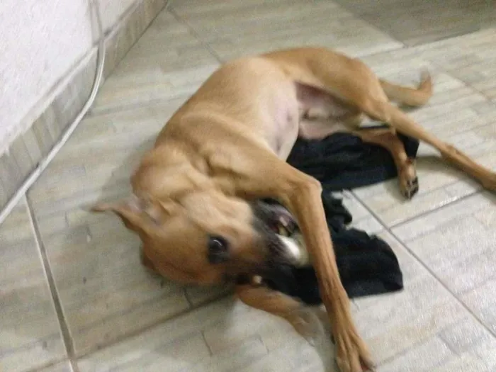 Cachorro raça SRD-ViraLata idade 6 ou mais anos nome Cadu