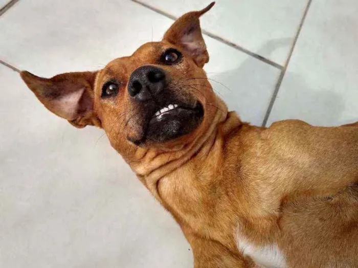 Cachorro ra a SRD idade 1 ano nome Caramelinho