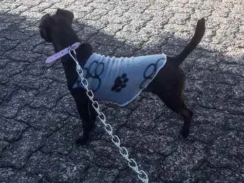 Cachorro ra a SDR idade 2 anos nome Amora