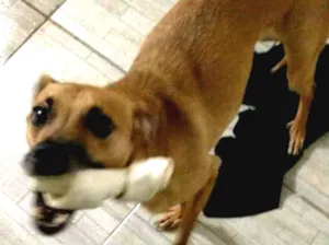 Cachorro raça SRD-ViraLata idade 6 ou mais anos nome Cadu