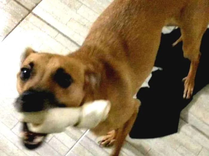 Cachorro raça SRD-ViraLata idade 6 ou mais anos nome Cadu