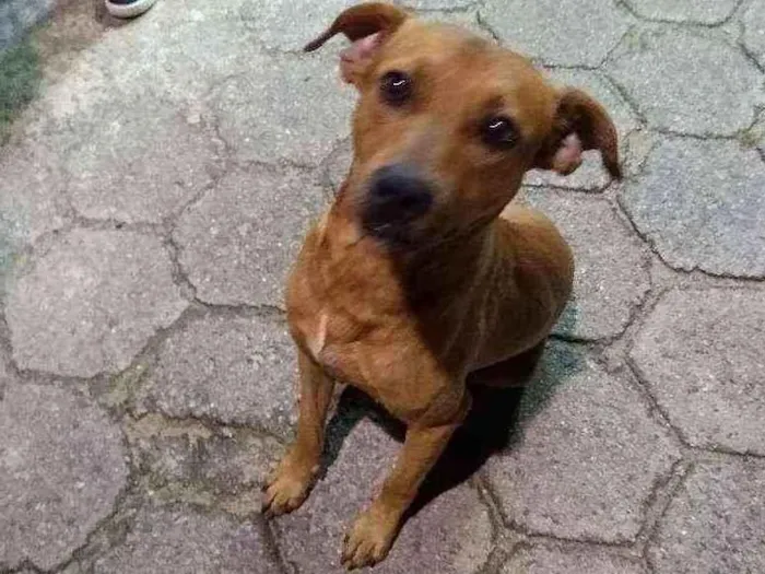 Cachorro ra a SRD idade 1 ano nome Caramelinho