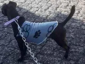 Cachorro raça SDR idade 2 anos nome Amora