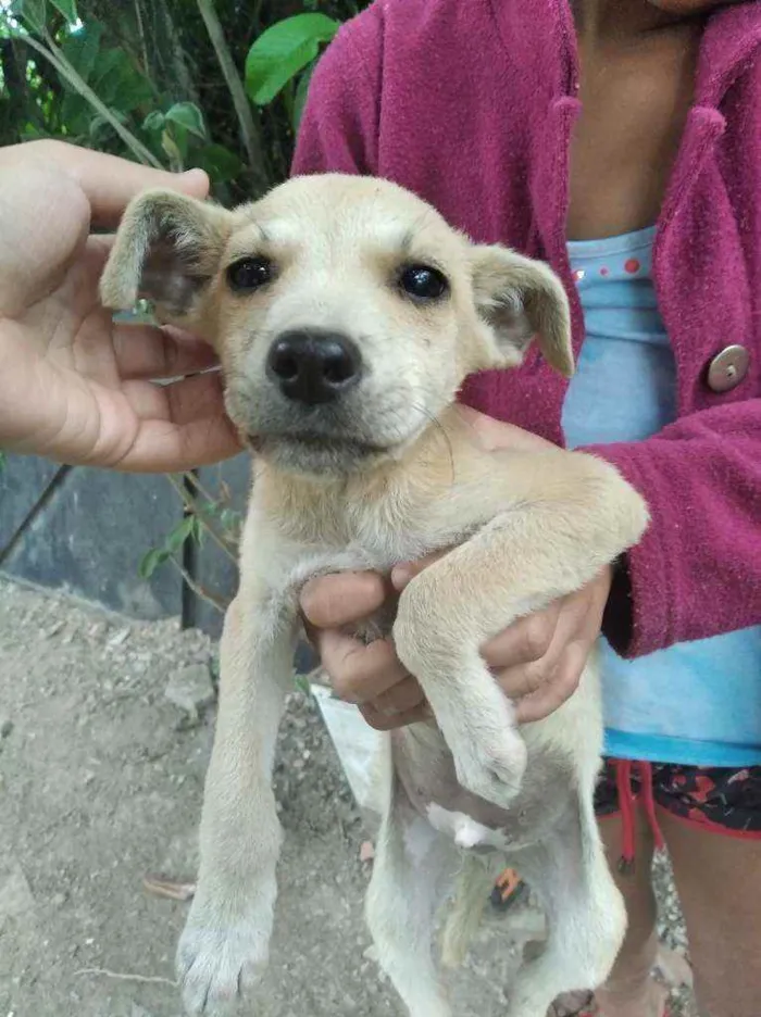 Cachorro ra a Indefinida idade 2 a 6 meses nome Não tem