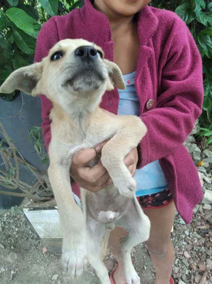 Cachorro ra a Indefinida idade 2 a 6 meses nome Não tem