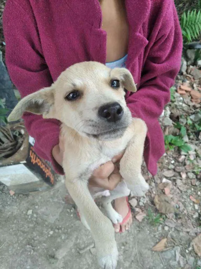 Cachorro ra a Indefinida idade 2 a 6 meses nome Não tem