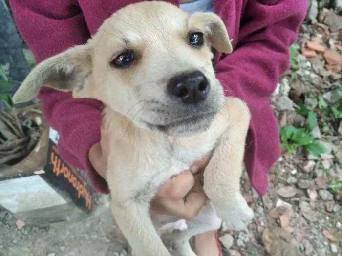 Cachorro ra a Indefinida idade 2 a 6 meses nome Não tem