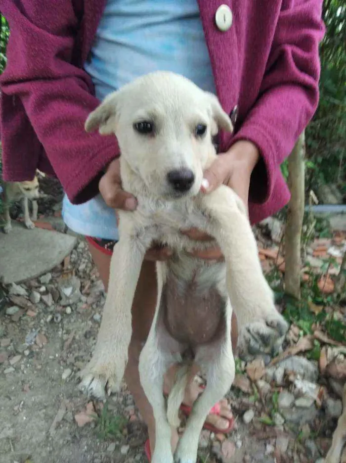 Cachorro ra a Indefinida idade 2 a 6 meses nome Não tem