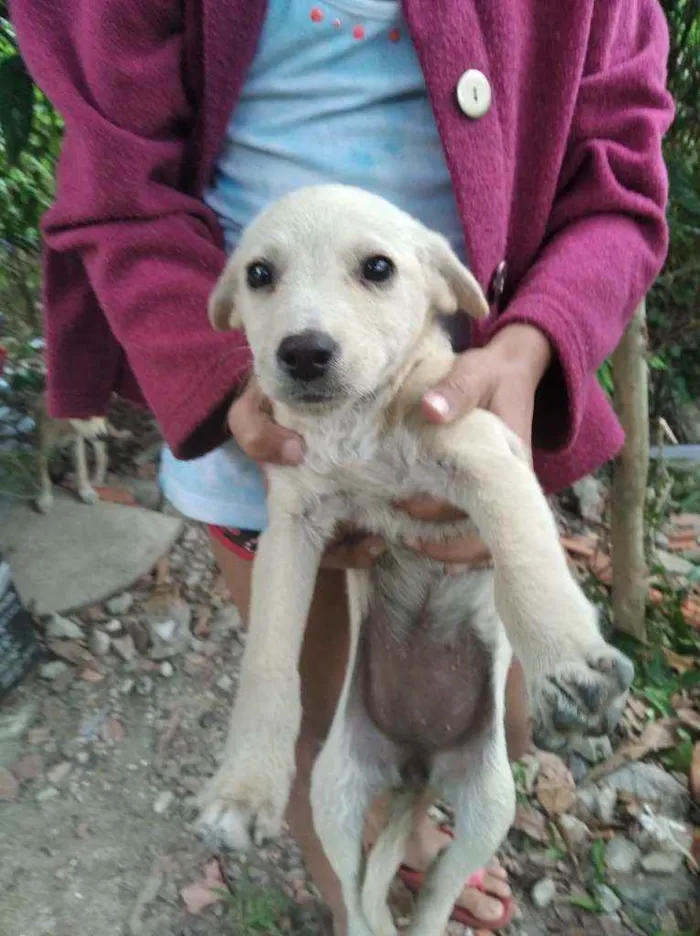 Cachorro ra a Indefinida idade 2 a 6 meses nome Não tem