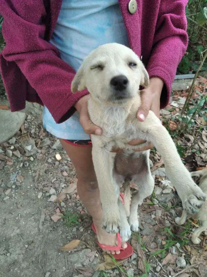 Cachorro ra a Indefinida idade 2 a 6 meses nome Não tem