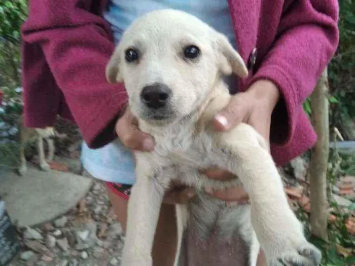 Cachorro ra a Indefinida idade 2 a 6 meses nome Não tem