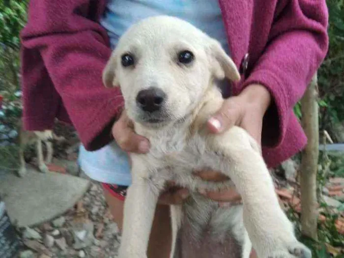 Cachorro ra a Indefinida idade 2 a 6 meses nome Não tem