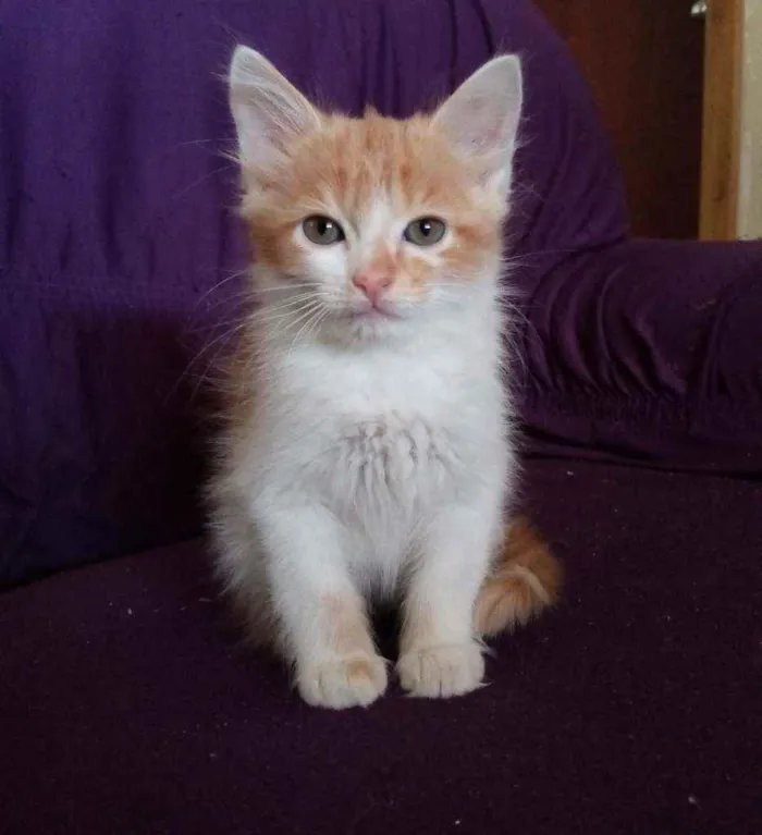 Gato ra a Sem raça definida  idade 2 a 6 meses nome Filhotes 2 meses