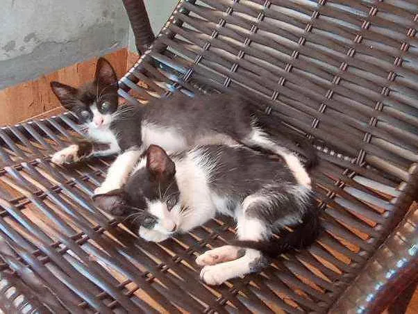 Gato ra a  idade 2 anos nome 7 filhotes adoção