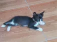 7 filhotes adoção