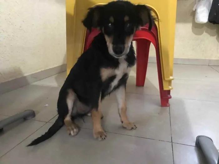 Cachorro raça Srd idade 7 a 11 meses nome Luz castrada