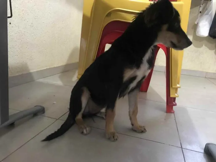 Cachorro raça Srd idade 7 a 11 meses nome Luz castrada