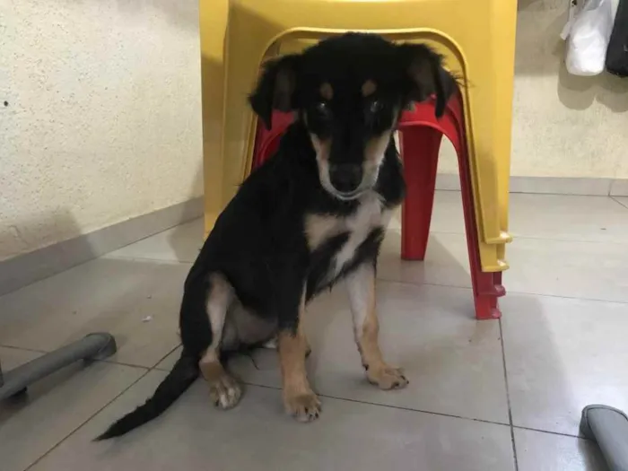 Cachorro raça Srd idade 7 a 11 meses nome Luz castrada