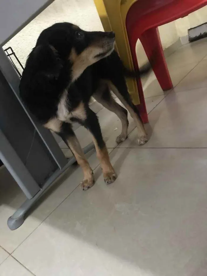 Cachorro raça Srd idade 7 a 11 meses nome Luz castrada