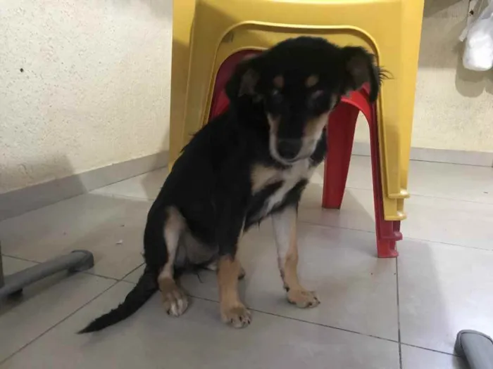 Cachorro raça Srd idade 7 a 11 meses nome Luz castrada